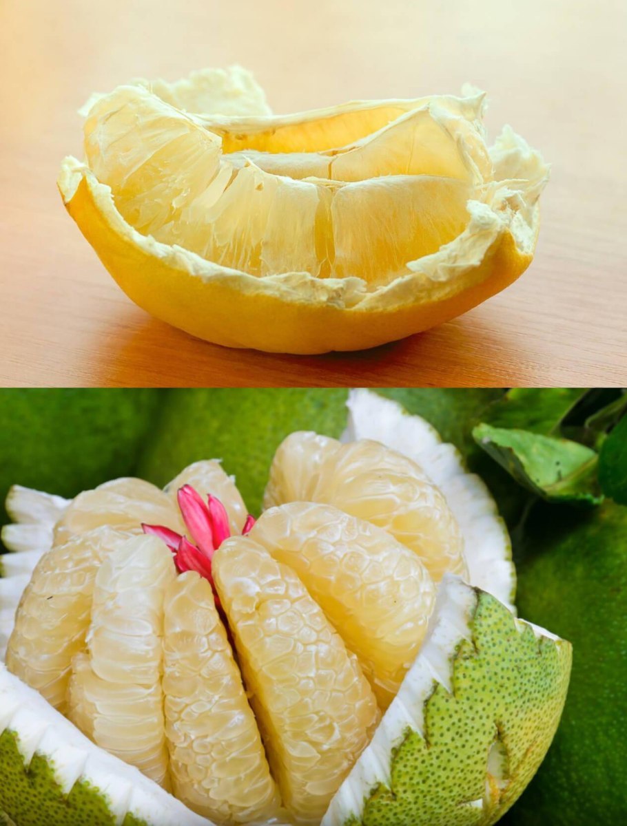 Памела цитрус