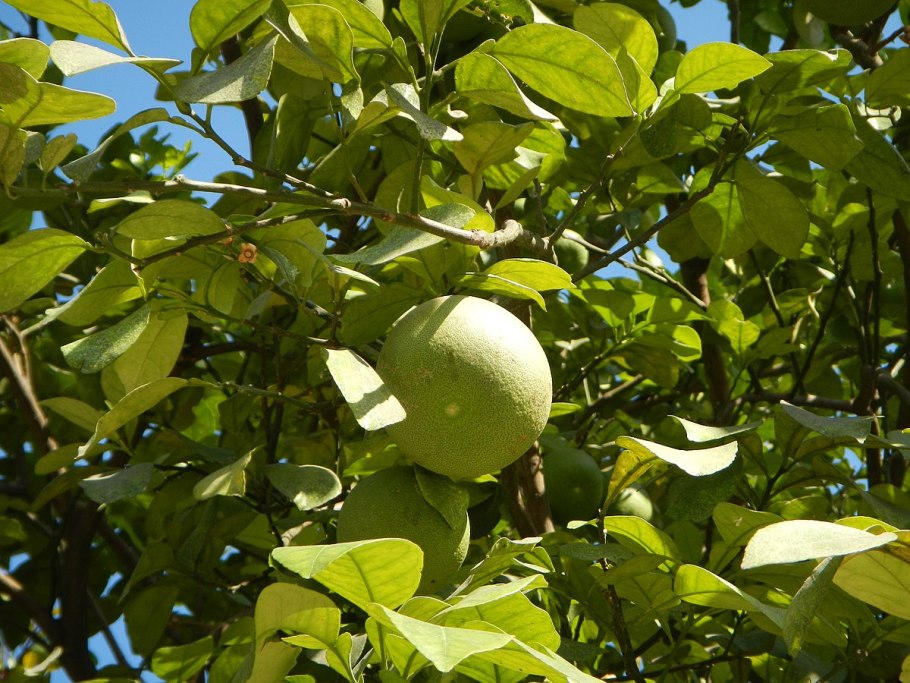 Чабака помело