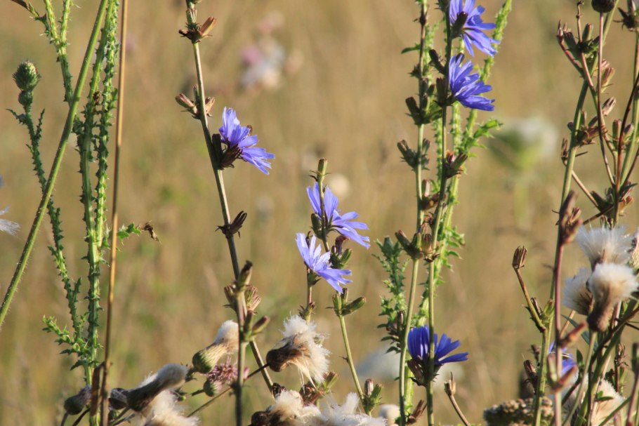 Цикорий обыкновенный — Cichorium intybus l.