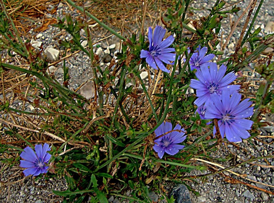 Цикорий обыкновенный