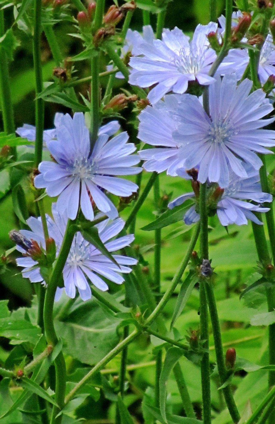 Цикорий Луговой