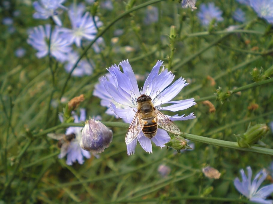 Дикий цикорий (Cichorium
