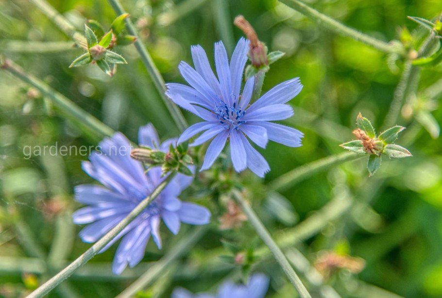 Цикорий полевой