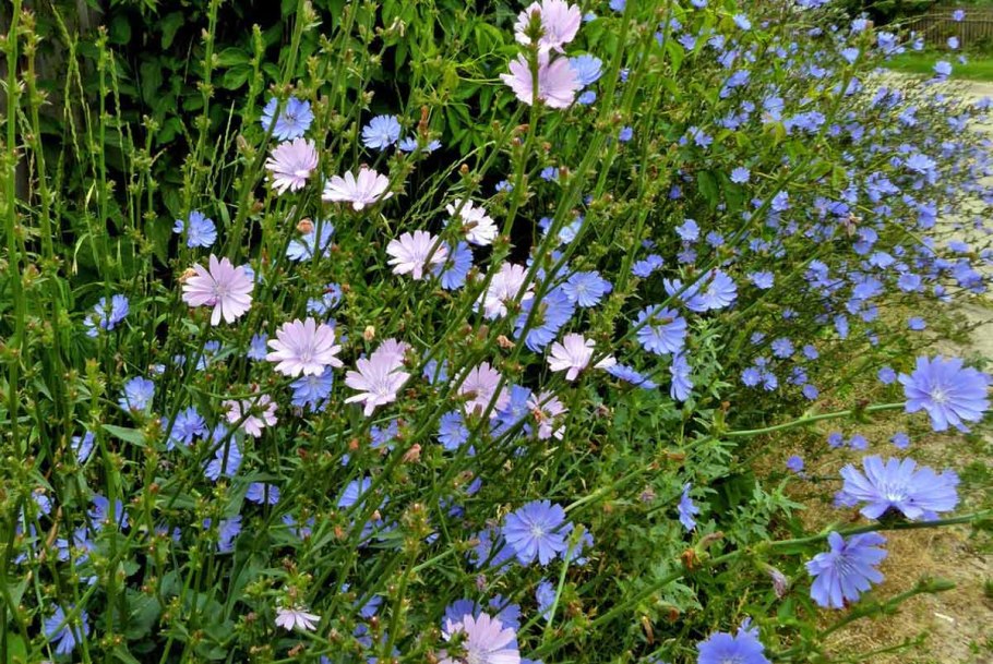 Цикорий пыльца