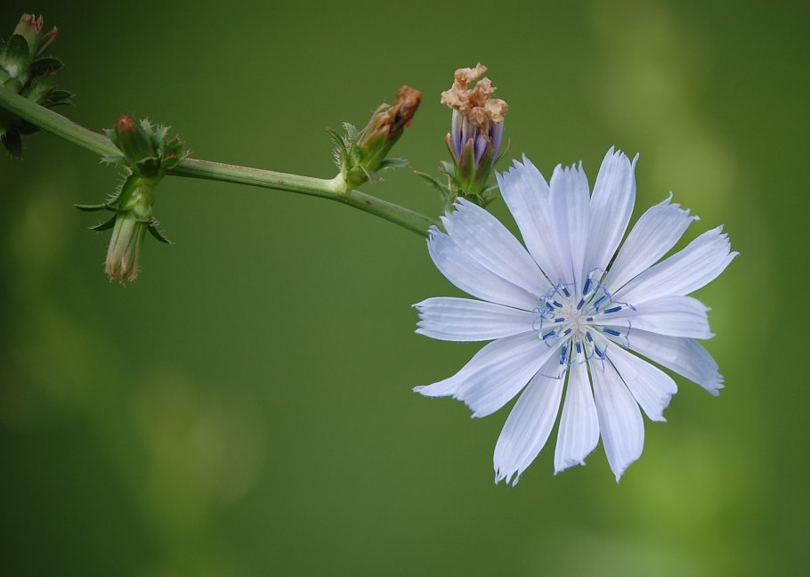 Цикорий обыкновенный или корневой