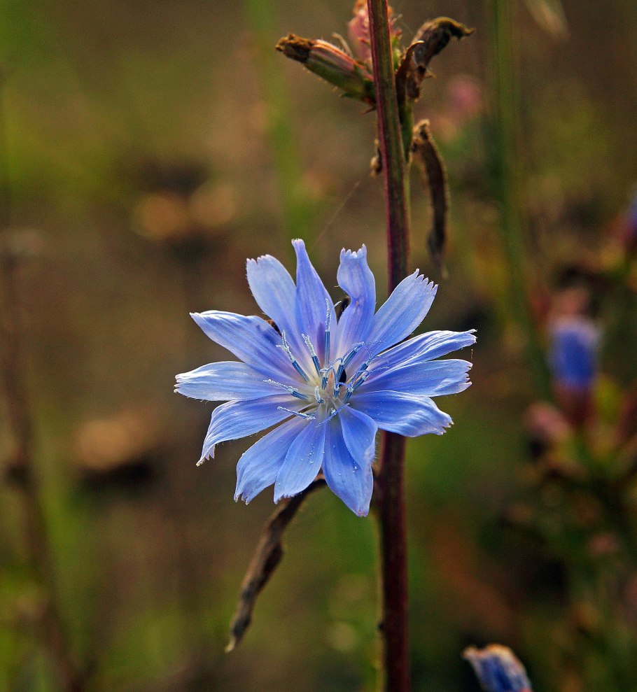 Цикорий плод