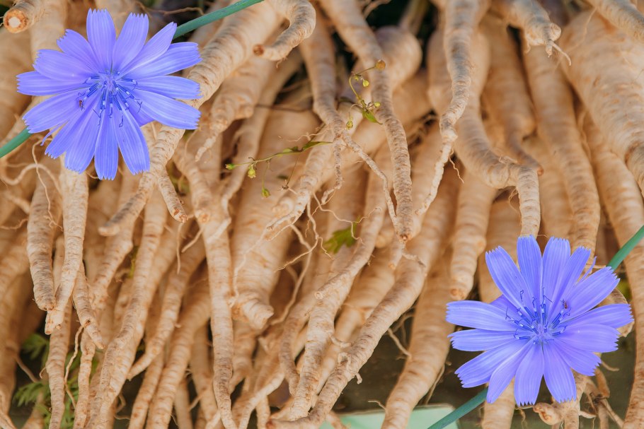 Цикорий цветок