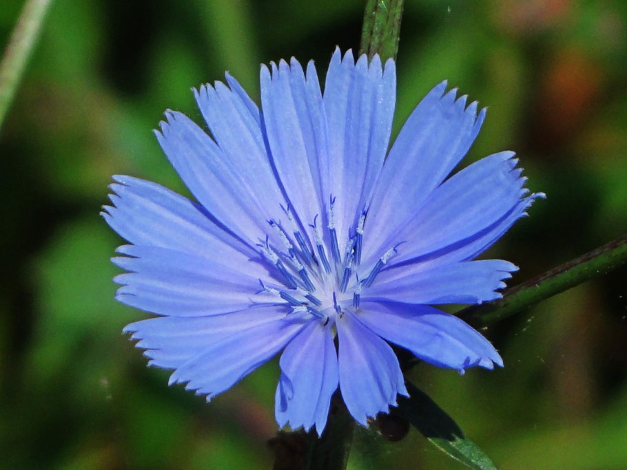 Цикорий (Cichorium intybus)
