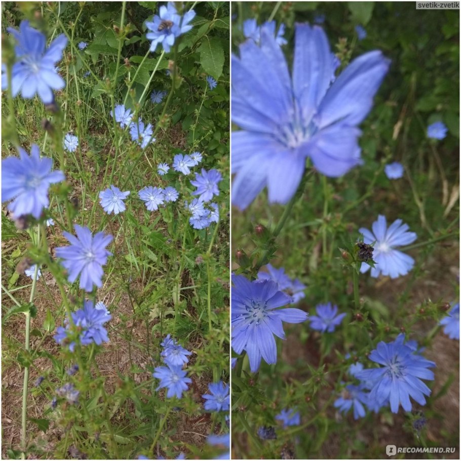 Цикорий обыкновенный