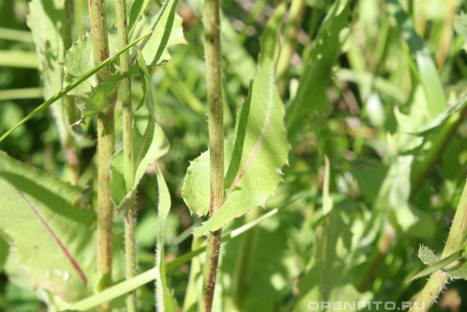 Цикорий обыкновенный соцветие