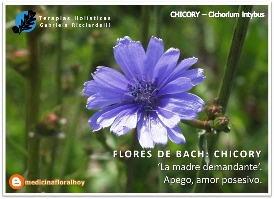 Цикорий обыкновенный Cichorium intybus