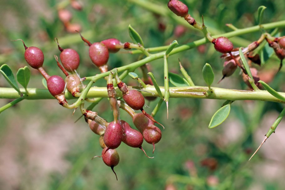 Верблюжья колючка обыкновенная
