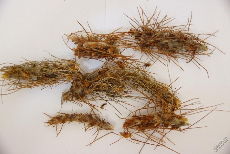 Ворсянка щетинистая