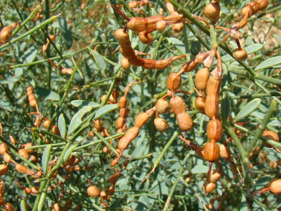 Селин растение пустыни