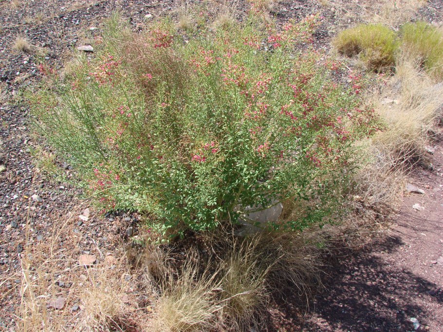 Цветущая верблюжья колючка