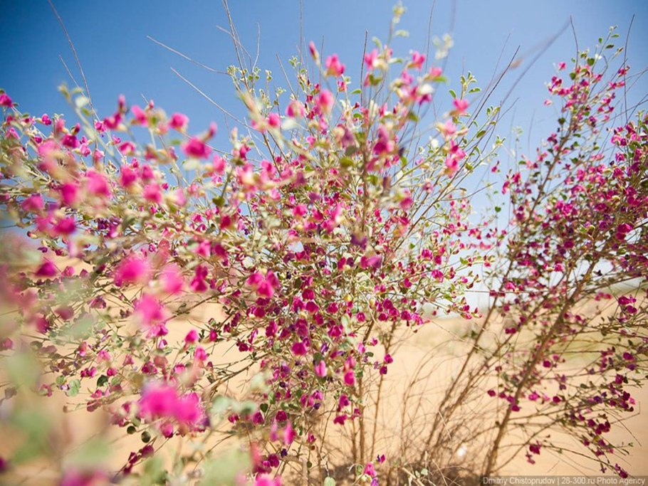 Растения пустыни верблюжья колючка