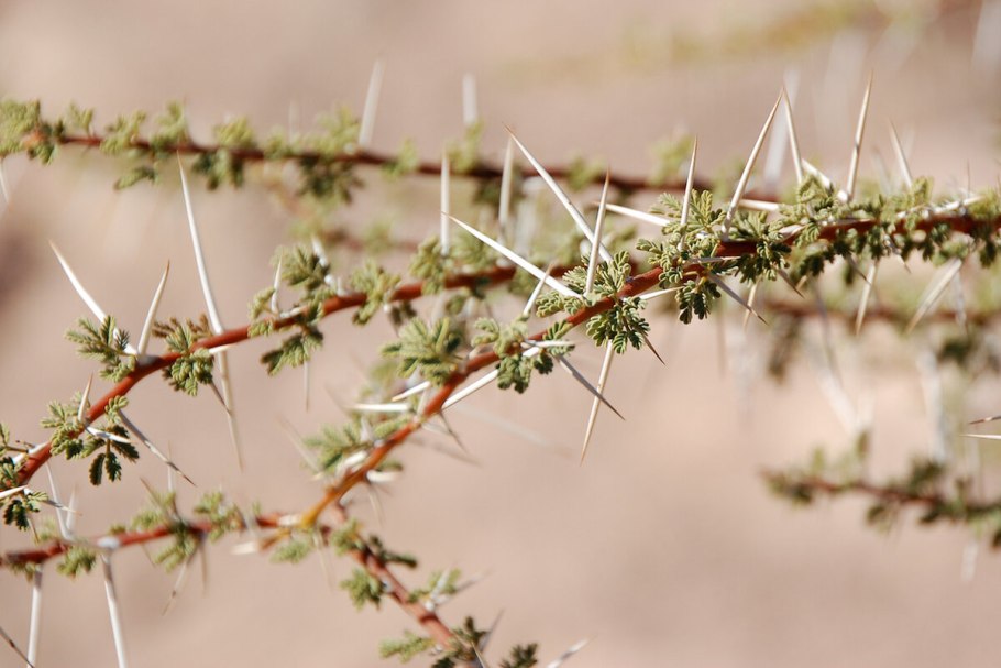 Растения пустыни верблюжья колючка