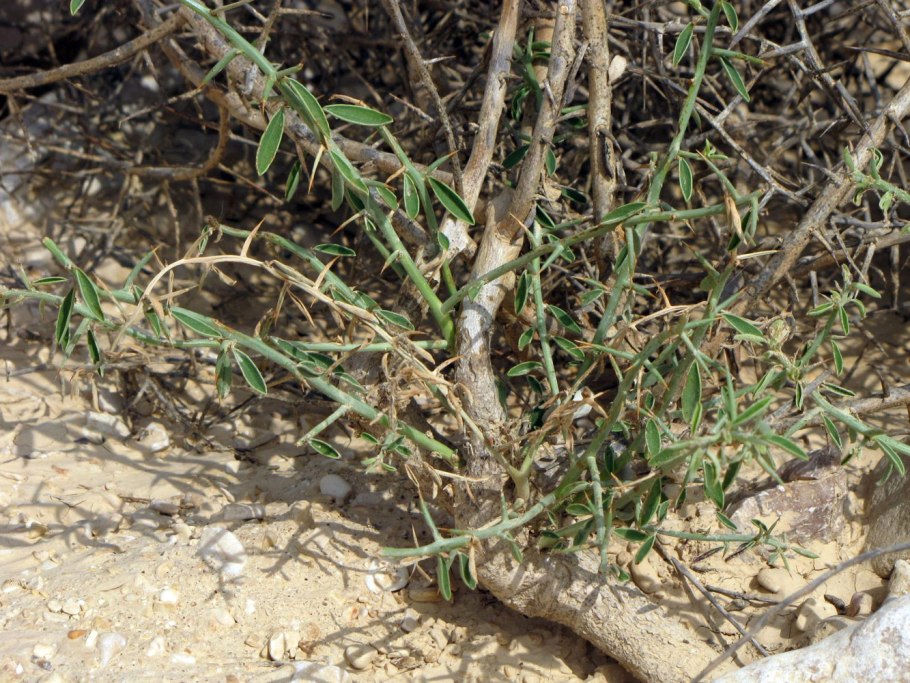 Верблюжья колючка Персидская