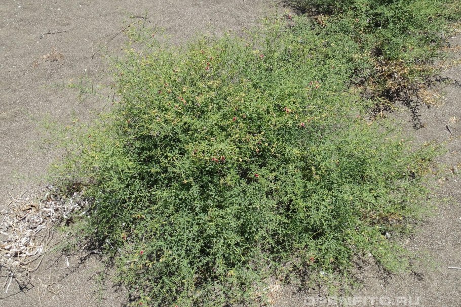 Верблюжья колючка перекати поле