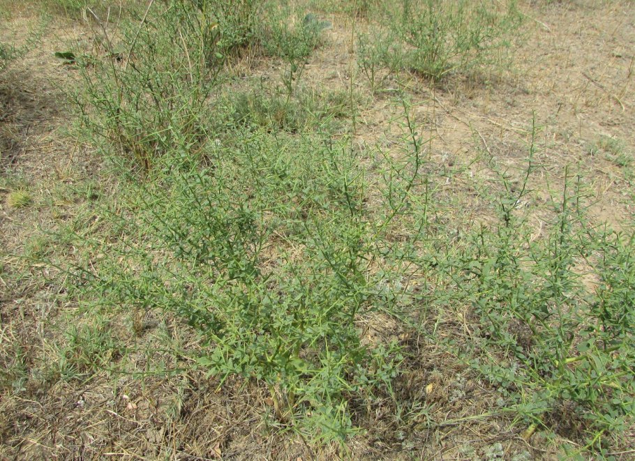 Растения пустыни верблюжья колючка