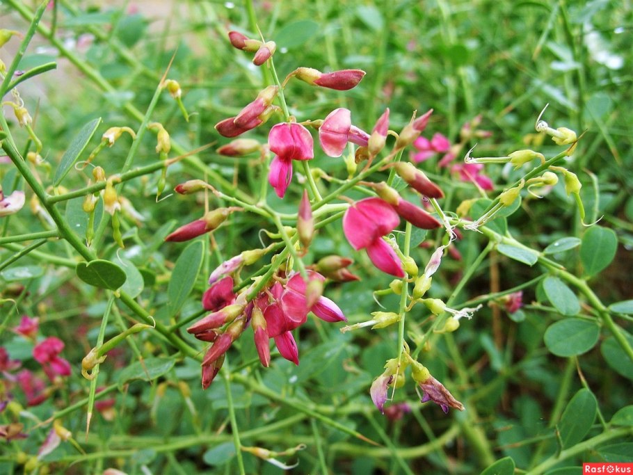 Верблюжья колючка обыкновенная