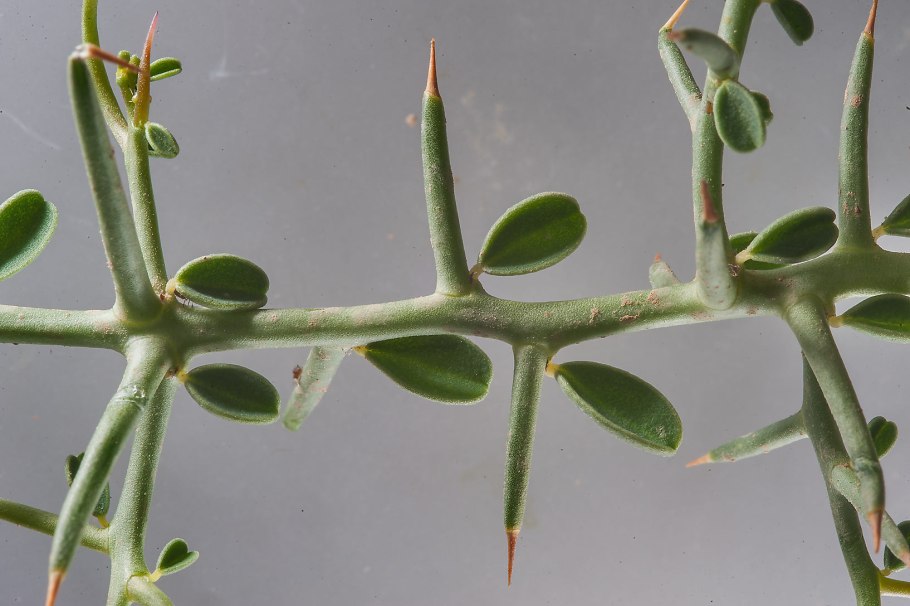 Сарсазан шишковатый (Halocnemum strobilaceum)