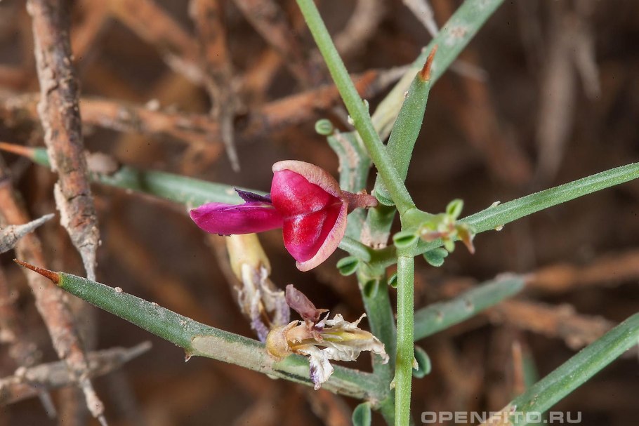 Трава верблюжья колючка
