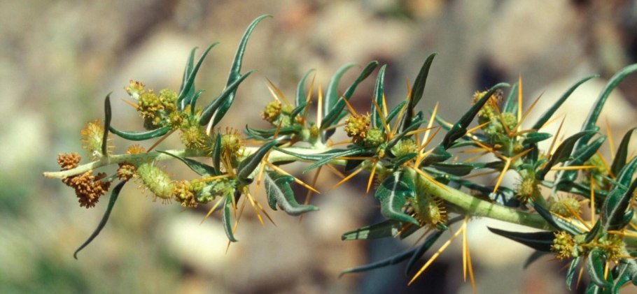 Ксерофиты растения пустынь