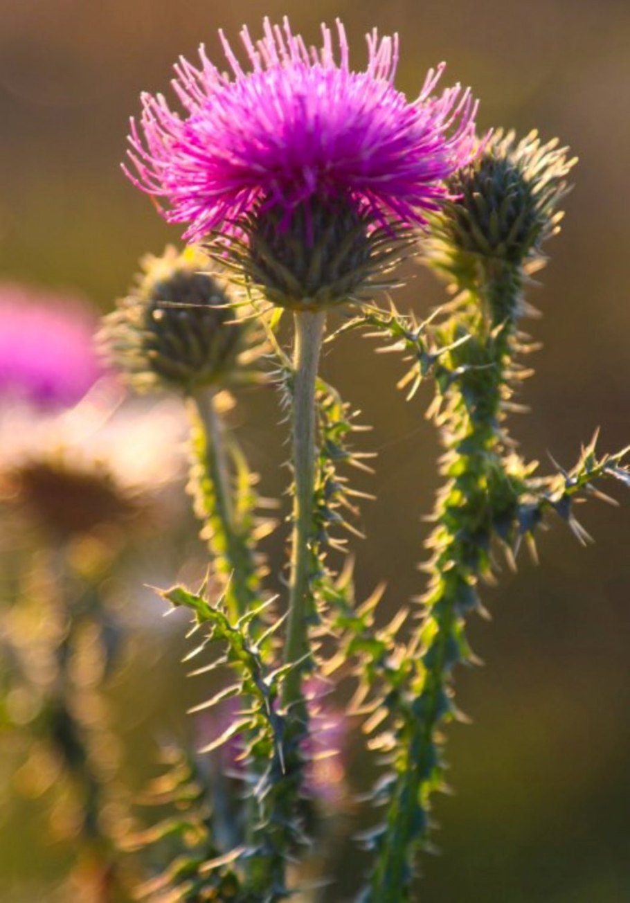 Верблюжья колючка в пустыне