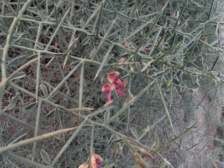 Съедобные растения пустыни