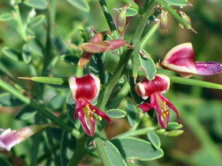 Колючка в Армении