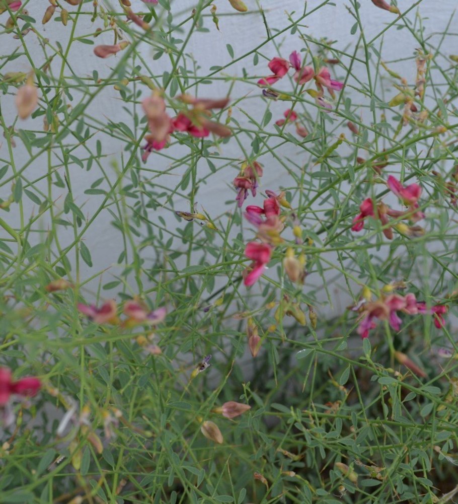 Кактус саксаул верблюжья колючка