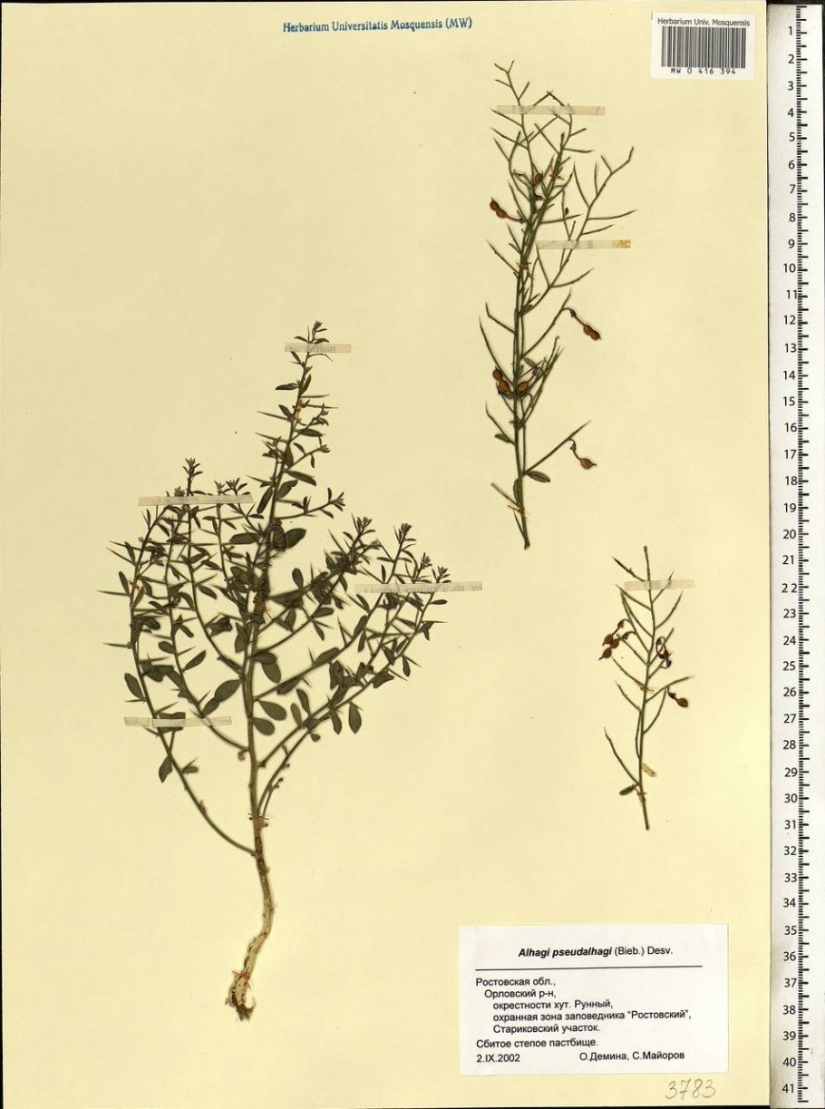 Золотая колючка дурнишник