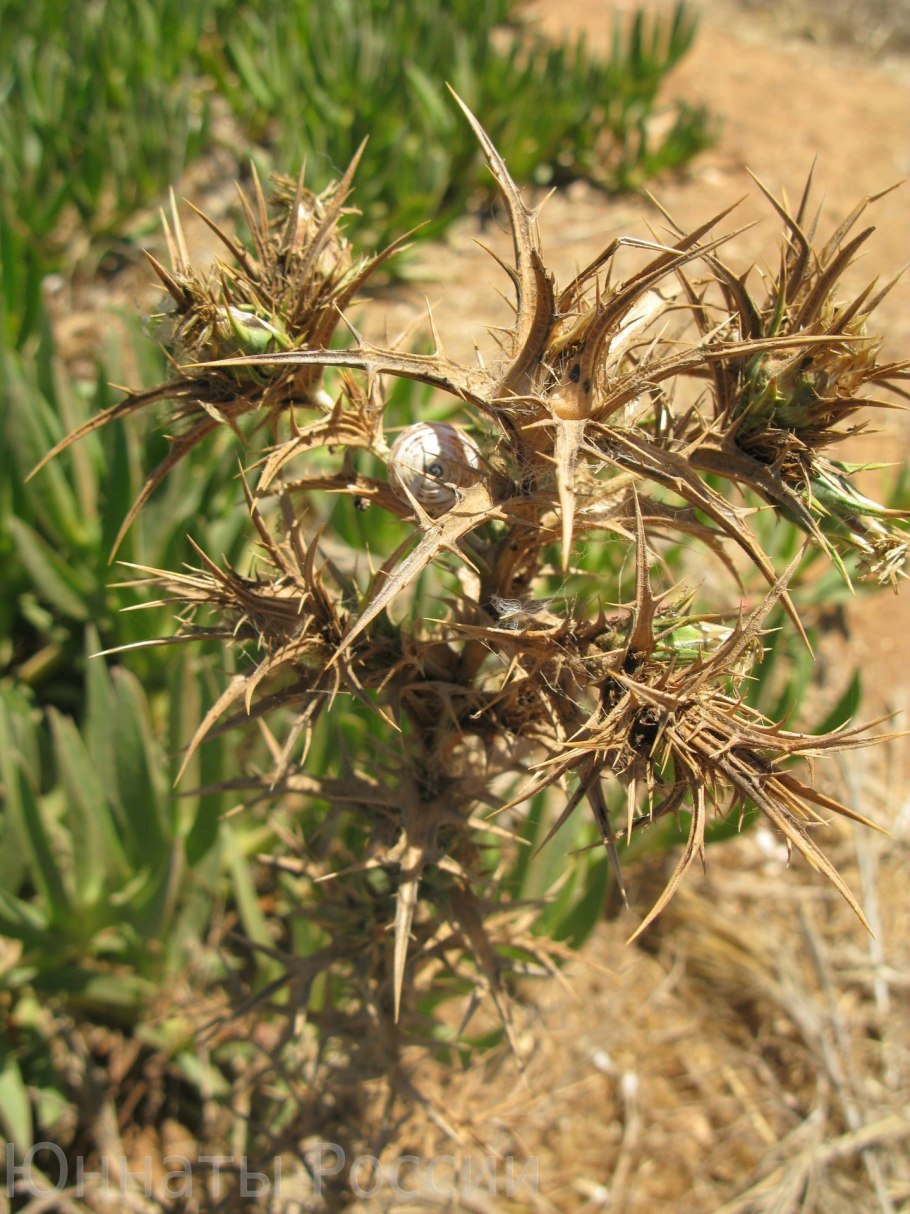 Верблюжья колючка в пустыне