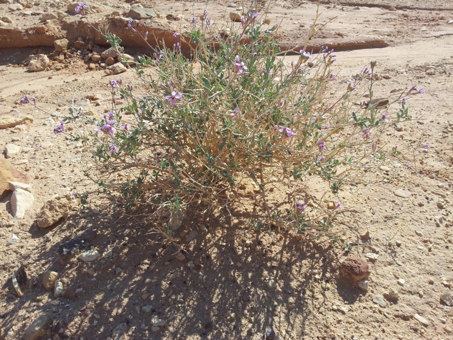 Верблюжья колючка полупустыни