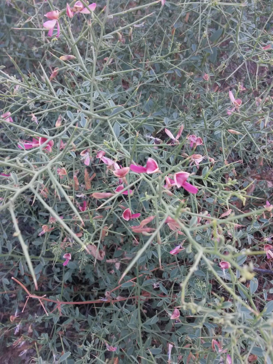 Растения пустынь саксаул