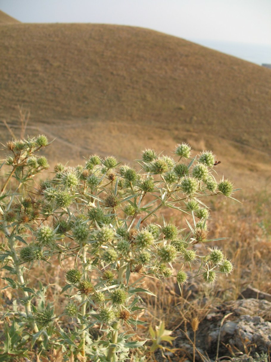 Верблюжья колючка растения пустынь