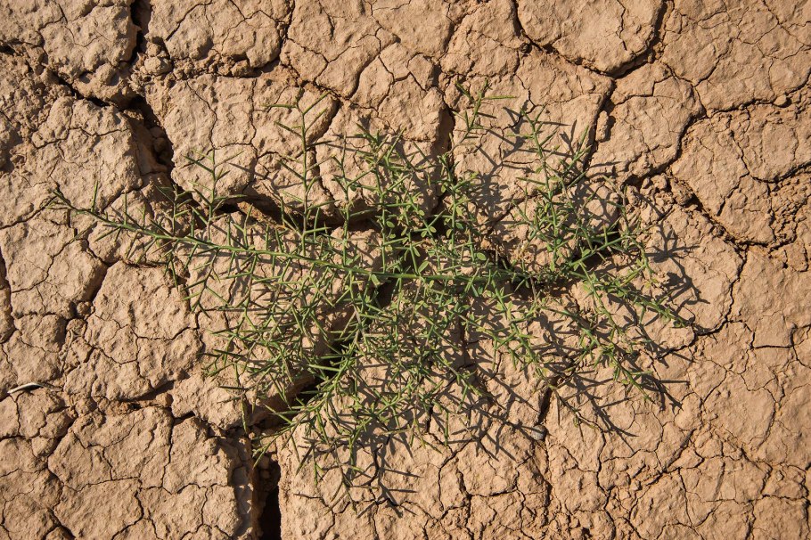 Верблюжья колючка в Казахстане