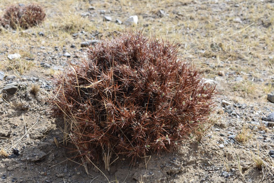 Зимбилак колючка