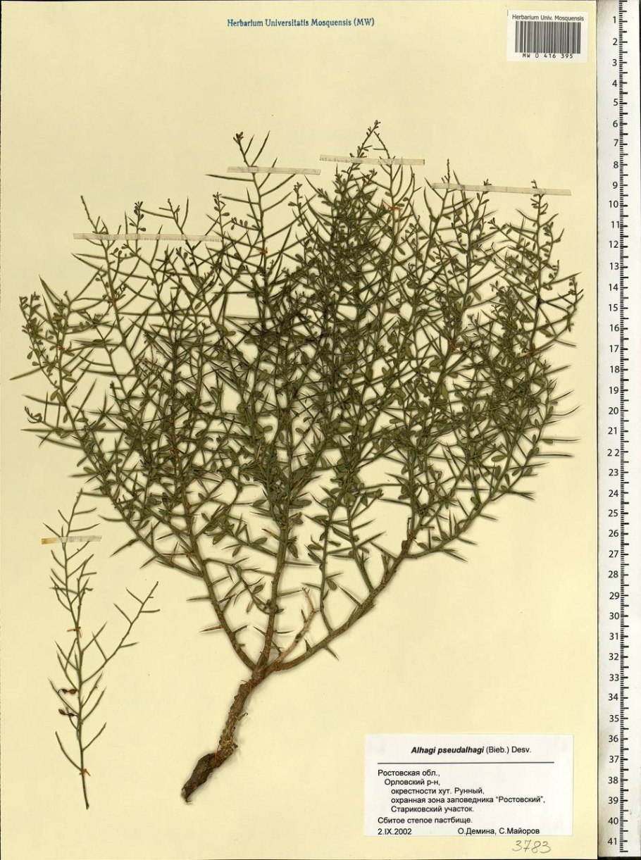 Цветущая верблюжья колючка фото