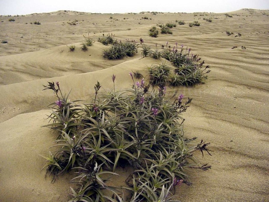 Среднеазиатская колючка