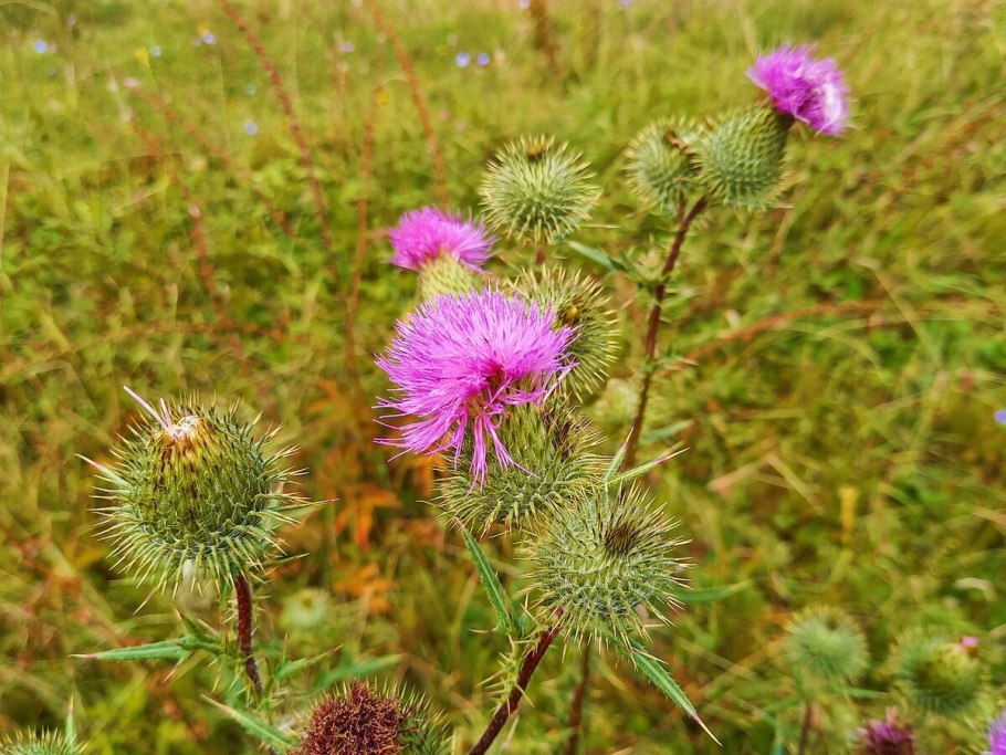 Астраханская верблюжья колючка