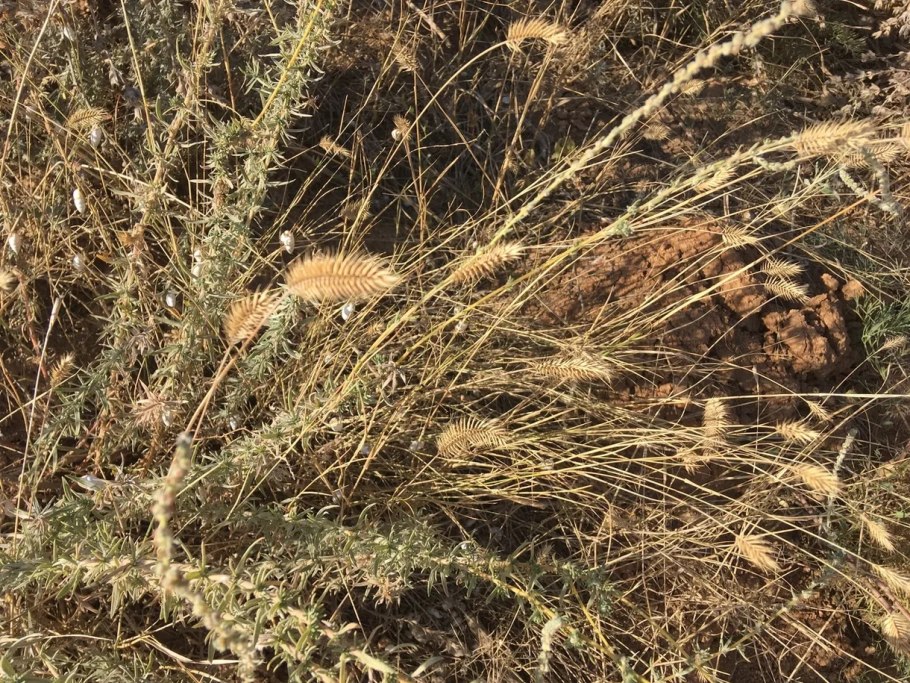 Верблюжья колючка аптечная