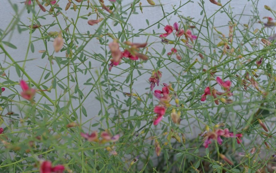 Растительный мир пустынь Африки