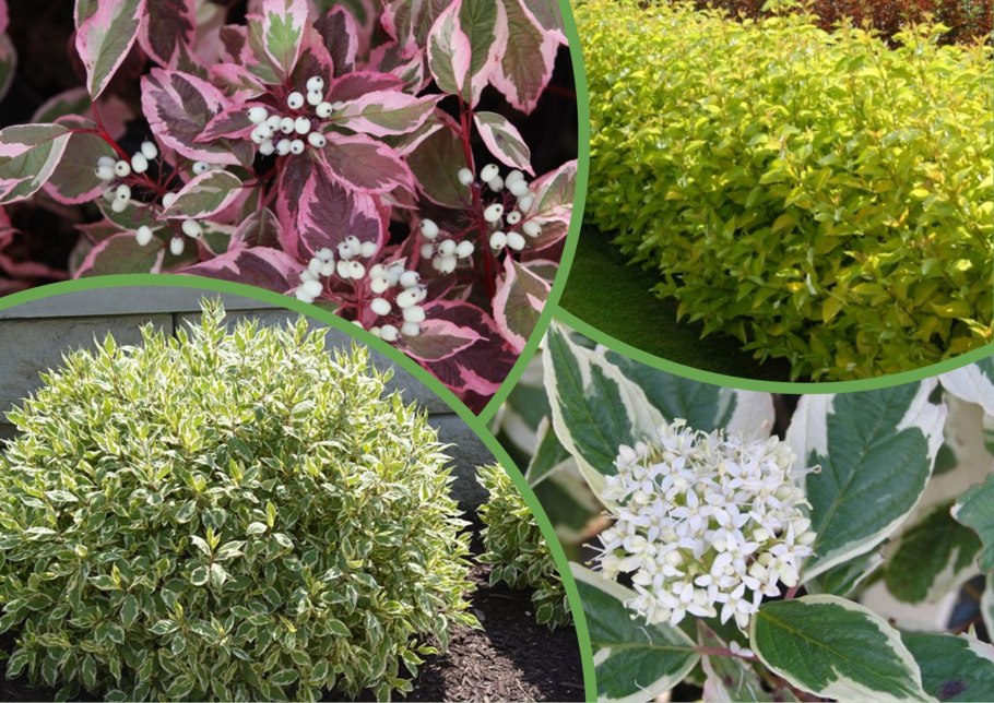 Цветок похожий на дерен