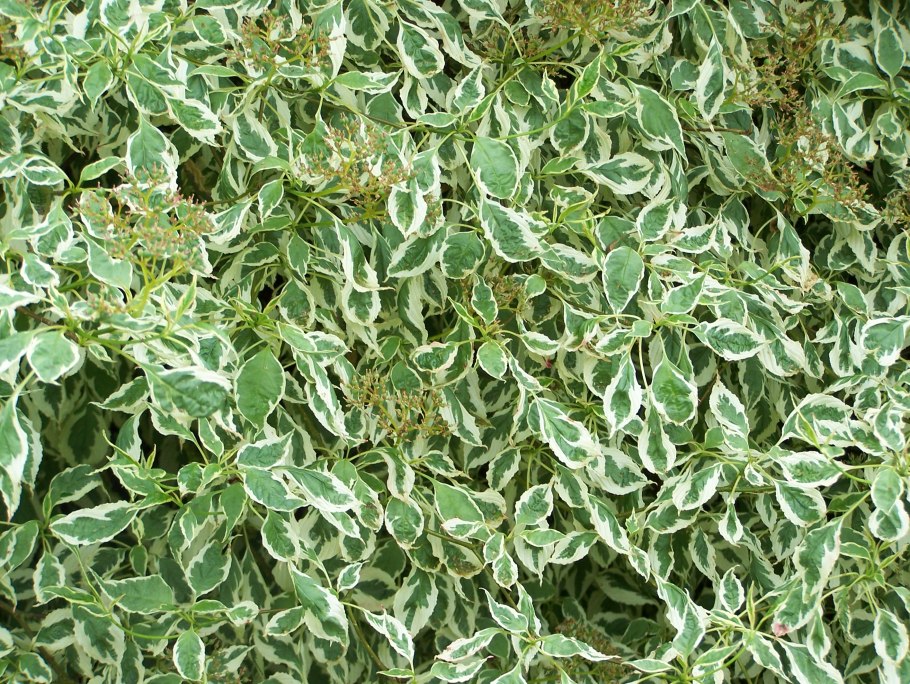 Бересклет Форчуна Ауреа