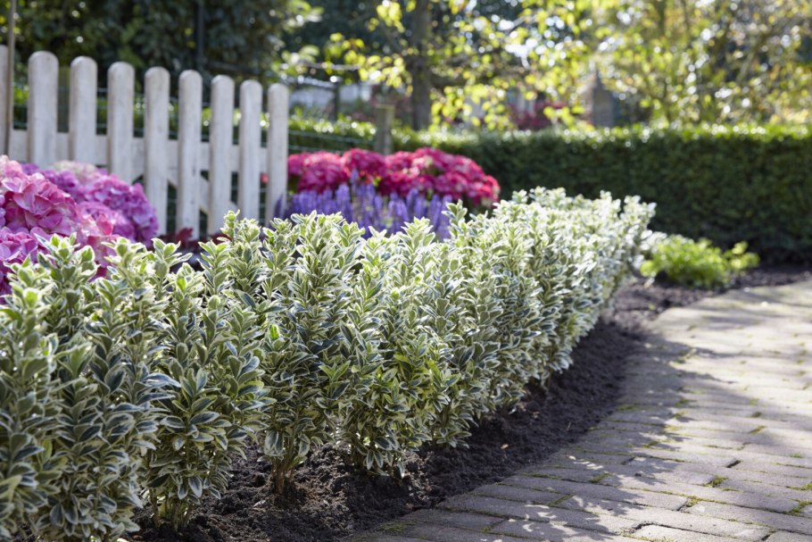 Бересклет японский Браво