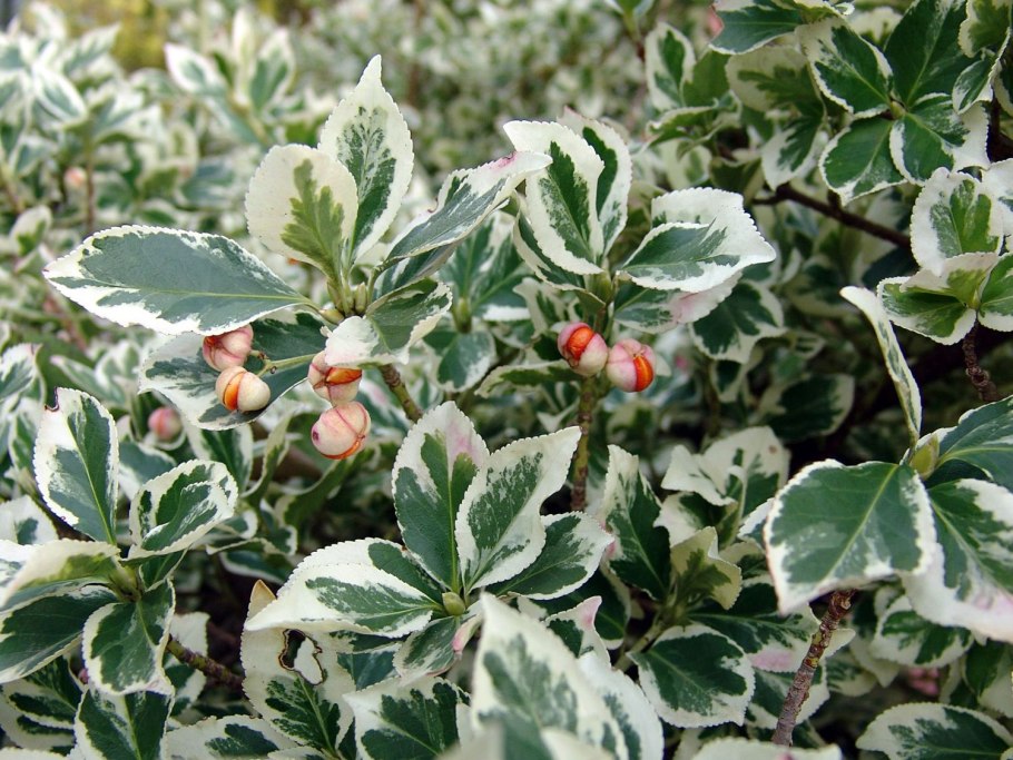 Бересклет Форчуна Вариегатус