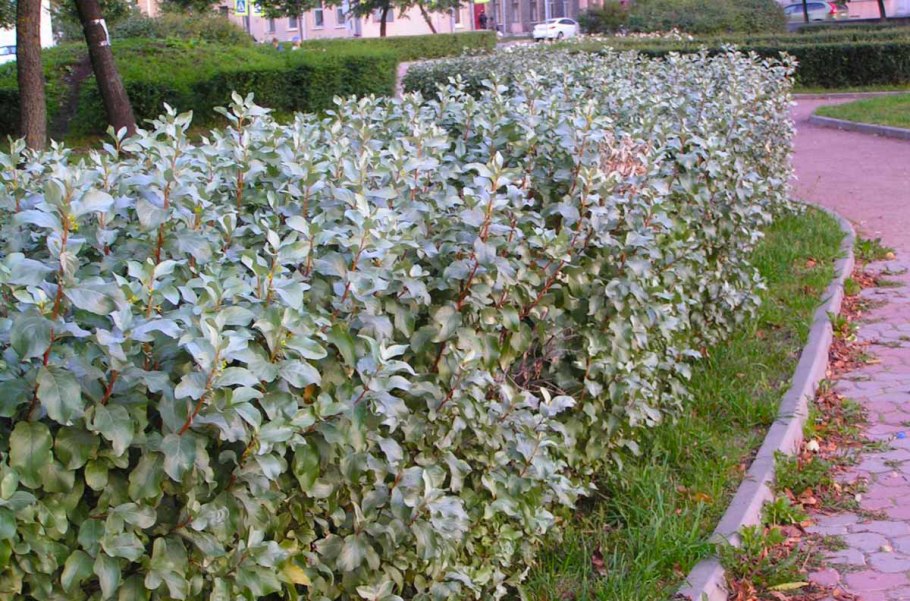 Пахизандра верхушечная