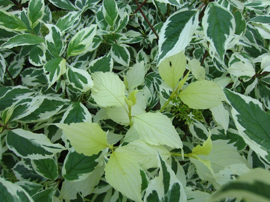 Бересклет Форчуна Арлекин